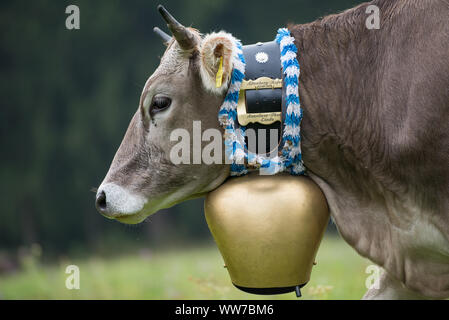 Viehscheid' nach dem Almabtrieb (zeremonielle Fahren hinunter von Rindern von der Alm ins Tal im Herbst) im Spätsommer in Bayern, Kuh mit Messing Kuhglocke in der Weide Stockfoto