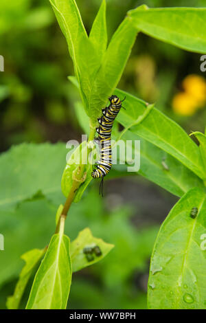 Monarch-Schmetterling-raupe, die sich von Milchgras-Blättern ernährt, in den Gärten im Hammock Park, Florida. Stockfoto