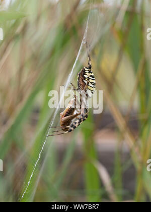 Wasp spider Argiope Bruennichi, weiblich mit Beute im Netz Stockfoto