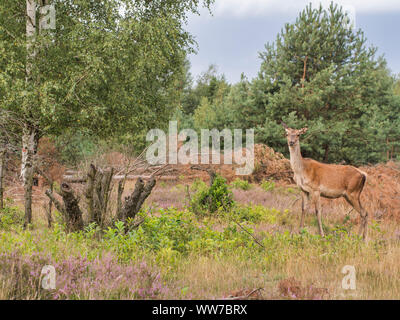 Damwild, Dama Dama, weiblich, in einem Clearing Stockfoto