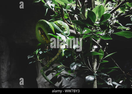 Eine Nahaufnahme eines Green Tree python kriechend auf einen Baum. Stockfoto