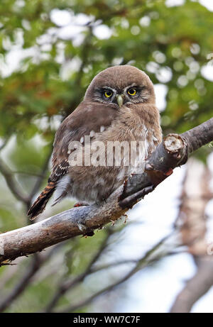 Austral Pygmy-Owl (Glaucidium nana) Erwachsene auf die toten Zweig Punta Arenas, Chile Januar gehockt Stockfoto