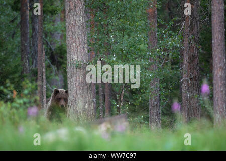 Braunbär, Ursus arctos, Finnland, single, Jung, ausgeblendet Stockfoto