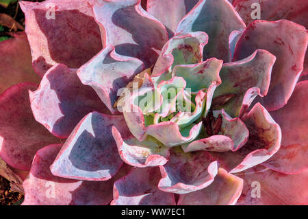 Dieses schöne bunte saftige echeveria Pflanze wächst in die Form einer Rose. Blatt pastell Tönen von Rosa, Violett, Grün und Blau sind einzigartig. Stockfoto