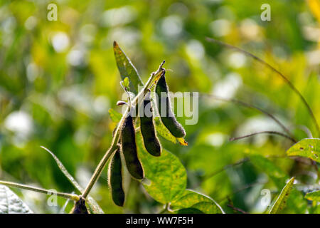 Sojabohnen in einem Ontario Feld erwarten Ernte im frühen Herbst, um aktuellen globalen Handel und die Herausforderungen, denen die Landwirte verletzt. Stockfoto