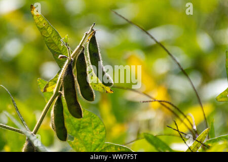 Sojabohnen in einem Ontario Feld erwarten Ernte im frühen Herbst, um aktuellen globalen Handel und die Herausforderungen, denen die Landwirte verletzt. Stockfoto