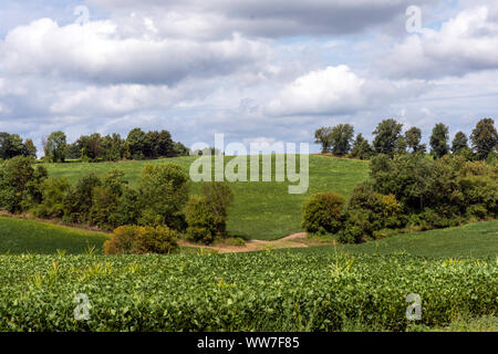 Sojabohnen in einem Ontario Feld erwarten Ernte im frühen Herbst, um aktuellen globalen Handel und die Herausforderungen, denen die Landwirte verletzt. Stockfoto