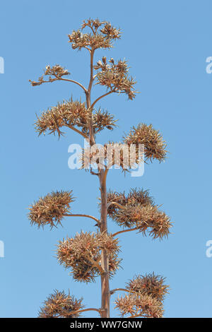 Eine einzelne Blüte einer Agave vor der blauen Himmel von der spanischen Mittelmeerküste. Stockfoto