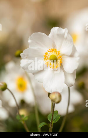 Nahaufnahme eines weißen Chinesischen Anemone, Anemone hupehensis Stockfoto