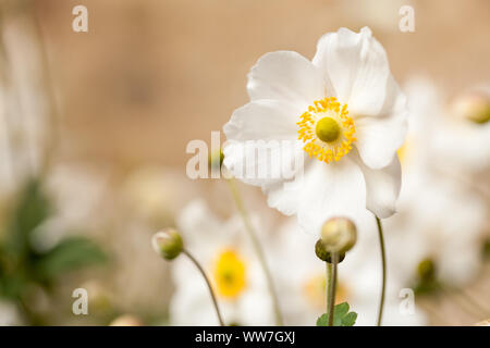 Nahaufnahme eines weißen Chinesischen Anemone (Anemone hupehensis). Stockfoto