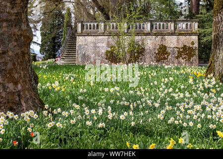 Deutschland, Baden-Württemberg, Bodensee, Bodensee, Insel Mainau, Meer von Blumen vor dem Großherzog Friedrich Terrasse auf der Insel Mainau im Bodensee Stockfoto