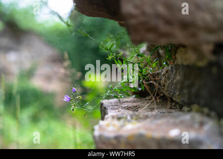 Deutschland, Bayern, Fichtelgebirge, Bad Berneck, zarte Pflänzchen in den alten Mauern der Burg Ruine Hohenberneck Stockfoto