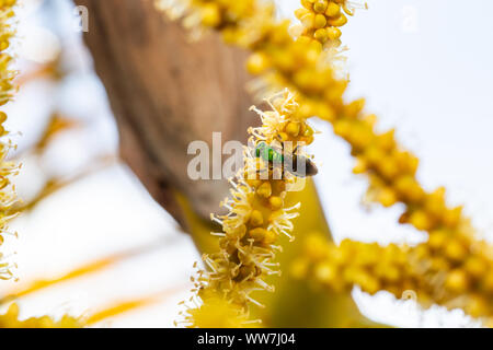 Braun geflügelte gestreifte Schwitzbiene (Agapostemon splendens) bestäubende gelbe Palmenblüten, Palm Harbor, Florida, USA. Stockfoto