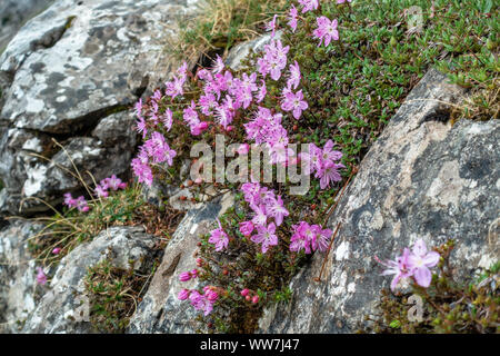 Deutschland, Bayern, Berchtesgadener Land, Ramsau, alpine Flora in den Hochkalter Berge Stockfoto