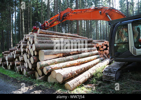Holzernte im Nadelwald Stockfoto