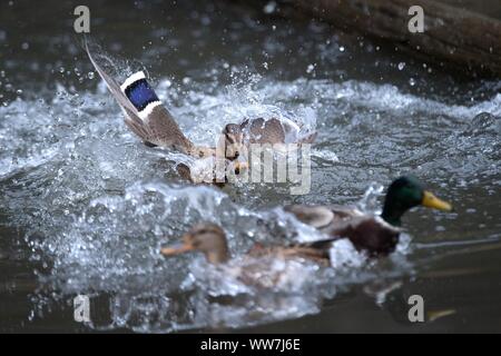 Stockenten im Wasser Stockfoto