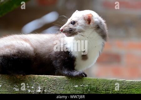 Steinmarder in einer Scheune Stockfoto