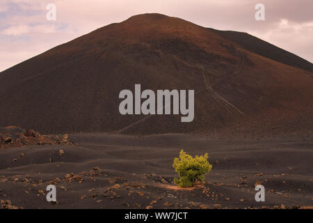 Arenas Negras, Kanarische Kiefer (Pinus canariensis), Chinyero Vulkan, Kreisbahn, Teneriffa, Kanarische Inseln, Spanien Stockfoto