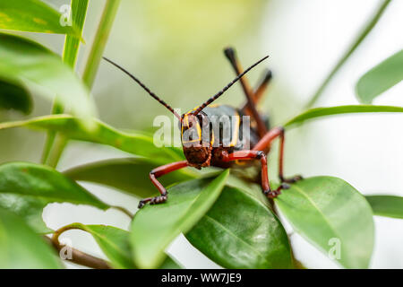 Unverwechselbare Nymphe-Form der Eastern Lubber Grasshopper (Romalea microptera) im Ellie Schiller Homosassa Springs Wildlife State Park, Florida, USA. Stockfoto