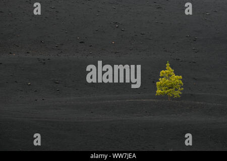 Arenas Negras, Kanarische Kiefer (Pinus canariensis), im Lavafeld, Chinyero Vulkan, Rundwanderweg, Teneriffa, Kanarische Inseln, Spanien Stockfoto