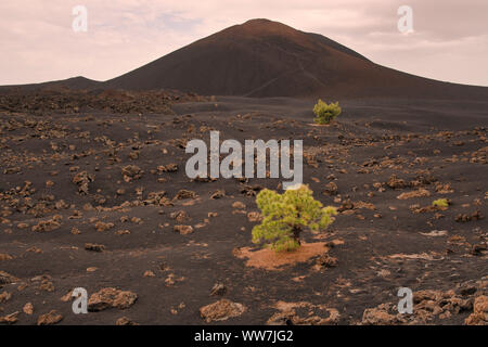 Arenas Negras, Kanarische Kiefer (Pinus canariensis), Chinyero Vulkan, Kreisbahn, Teneriffa, Kanarische Inseln, Spanien Stockfoto