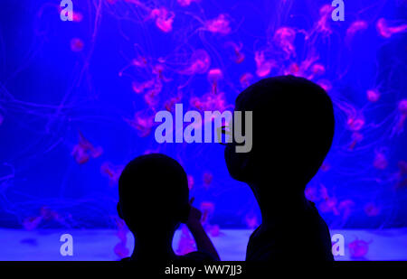 Kinder Ohrenquallen (Aurelia aurita) in farbiges Licht, Captive, Spanien Stockfoto