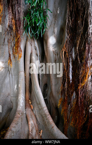 Die Moreton Bay Feigenbaum (Ficus macrophylla), Herkunft Australien, JardÃ-n de AclimatiÃ³n de La Orotava, Botanico, Botanischen Garten, von Puerto de la Cruz, Teneriffa, Spanien Stockfoto