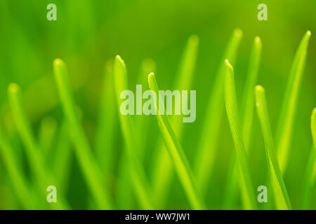 Nahaufnahme von frischen grünen Grashalmen, die im Frühfrühlingslicht in Florida wachsen. Stockfoto