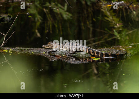 Juvenile American alligator (Alligator mississippiensis) bei John chesnut Sr. Park in Palm Harbor, Florida, USA. Stockfoto