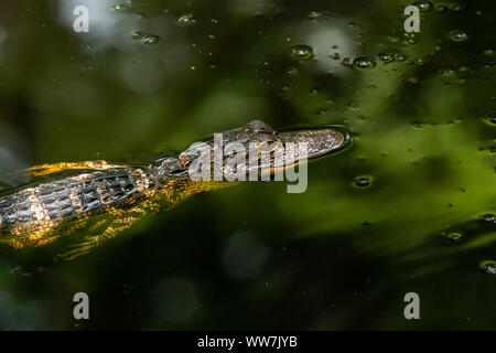 Juvenile American alligator (Alligator mississippiensis) bei John chesnut Sr. Park in Palm Harbor, Florida, USA. Stockfoto