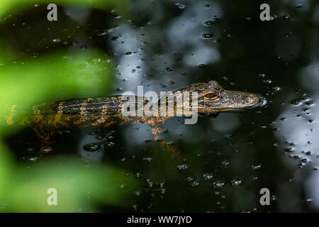 Juvenile American alligator (Alligator mississippiensis) bei John chesnut Sr. Park in Palm Harbor, Florida, USA. Stockfoto