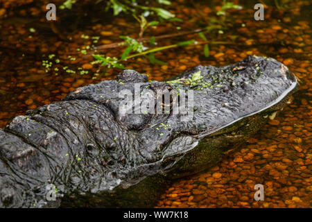 American Alligator (Alligator mississippiensis) ruht im Wasser des Brooker Creek Preserve in Pinellas County, Florida, USA. Stockfoto