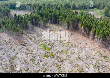 Luftaufnahme von einem klaren Schnitt in Deutscher Wald Stockfoto