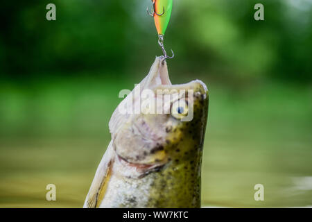 Fisch Forelle im Süßwasser gefangen. Köder Löffel Angeln Zubehör. Fisch in der Falle. Opfer der Wilderei. Speichern der Natur. Am Haken. Stille Konzept. Fisch offenen Mund hängen an Haken. Angelausrüstung. Stockfoto