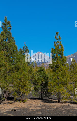 Vulkan Landschaft mit Kanarischen Kiefern (Pinus canariensis) vor der Pico del Teide, 3718 m, zum UNESCO-Weltkulturerbe natürlichen Standort, Nationalpark Teide, Teneriffa, Kanarische Inseln, Spanien, Europa Stockfoto