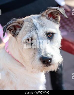 Scruffy gemischte Rasse Hund suchen in die Kamera für ein natürliches Portrait Stockfoto