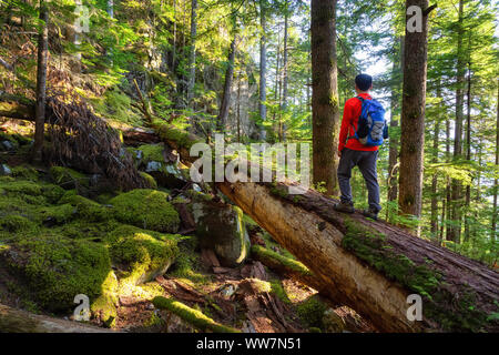 Abenteuerliche Menschen wandern auf einen umgestürzten Baum in einem schönen, grünen Wald an einem sonnigen Sommerabend. In Squamish, nördlich von Vancouver, British Colu genommen Stockfoto