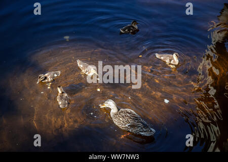 Die Enten im Wasser im Sommer Tag. Von Trillium See, Mt. Hood National Forest, Oregon, Vereinigte Staaten von Amerika. Stockfoto