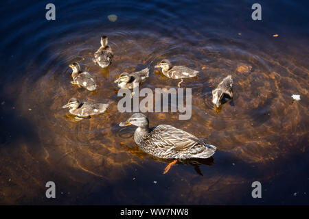 Die Enten im Wasser im Sommer Tag. Von Trillium See, Mt. Hood National Forest, Oregon, Vereinigte Staaten von Amerika. Stockfoto