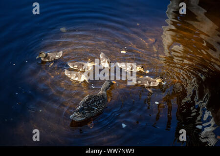 Die Enten im Wasser im Sommer Tag. Von Trillium See, Mt. Hood National Forest, Oregon, Vereinigte Staaten von Amerika. Stockfoto