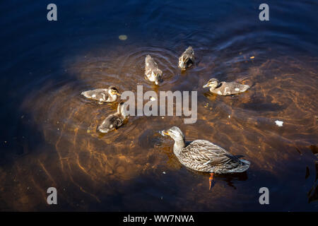 Die Enten im Wasser im Sommer Tag. Von Trillium See, Mt. Hood National Forest, Oregon, Vereinigte Staaten von Amerika. Stockfoto