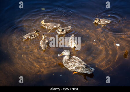 Die Enten im Wasser im Sommer Tag. Von Trillium See, Mt. Hood National Forest, Oregon, Vereinigte Staaten von Amerika. Stockfoto