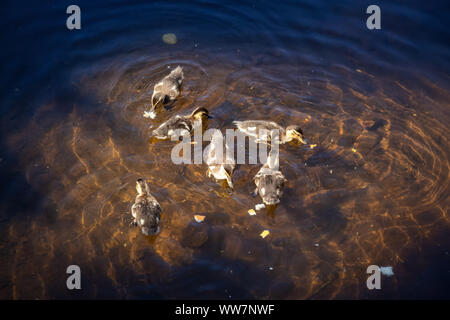 Die Enten im Wasser im Sommer Tag. Von Trillium See, Mt. Hood National Forest, Oregon, Vereinigte Staaten von Amerika. Stockfoto