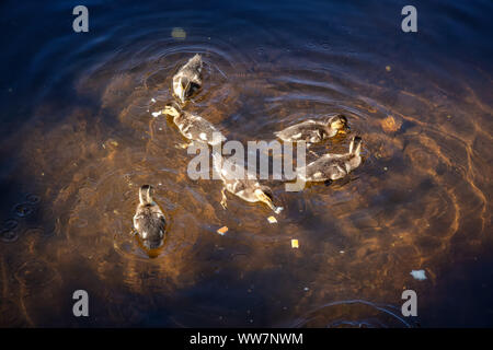 Die Enten im Wasser im Sommer Tag. Von Trillium See, Mt. Hood National Forest, Oregon, Vereinigte Staaten von Amerika. Stockfoto