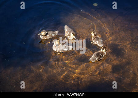 Die Enten im Wasser im Sommer Tag. Von Trillium See, Mt. Hood National Forest, Oregon, Vereinigte Staaten von Amerika. Stockfoto