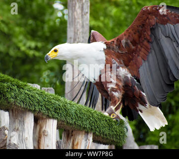 In der Nähe des African Fish Eagle oder Afrikanische Seeadler, Haliaeetus vocifer, falknerei als Haustier, auf eine Niederlassung in Valencia, Spanien thront ausgebildet. Stockfoto