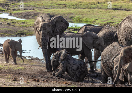Norden Botswana Herde Elefanten wandern in den Busch, Baby Elefant spielen im Schlamm Stockfoto