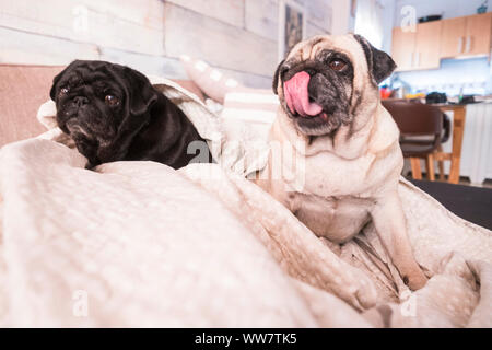 Mops Hund Spaß spielen unter der Decke. Liegen auf einem braunen Couch, schauen Sie mit zarten Augen in einer weißen Decke gewickelt. Stockfoto