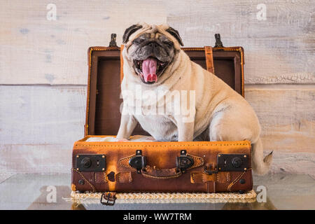 Schön lustig Mops Hund gesund schlafen auf der 24 Stunden Gepäck bereit zu reisen, aber gelangweilt und mit Wand auf dem Hintergrund müde. Alte vintage Trolley und Bild, Reise Konzept Stockfoto