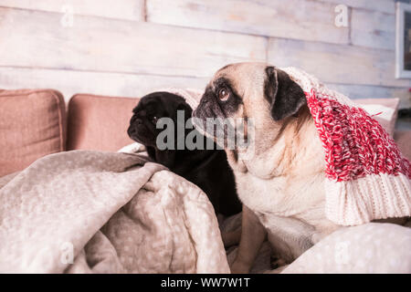 Mops Hund Spaß spielen unter der Decke. Liegen auf einem braunen Couch, schauen Sie mit zarten Augen in einer weißen Decke gewickelt. Stockfoto